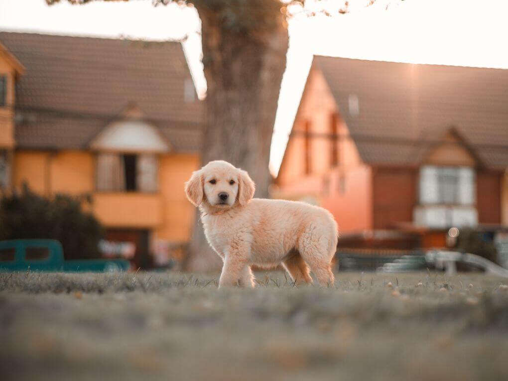 puppy outdoors