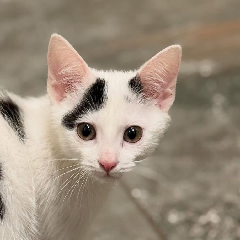 a kitten standing indoors