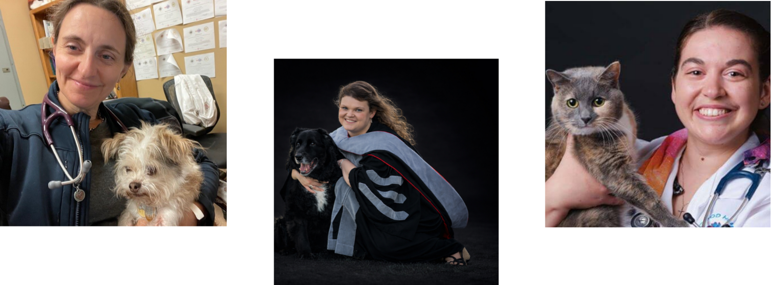 veterinarians collage